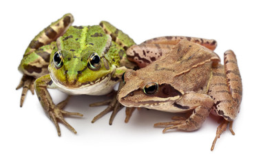 Common European frog and a Moor Frog