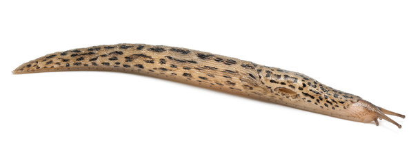 Obraz premium Leopard slug - Limax maximus, in front of white background