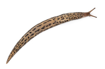 Leopard slug - Limax maximus, in front of white background