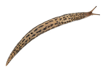 Leopard slug - Limax maximus, in front of white background
