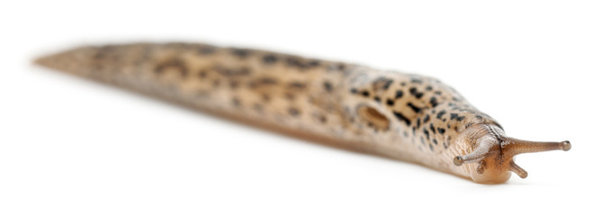 Leopard slug - Limax maximus, in front of white background