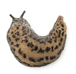 Leopard slug - Limax maximus, in front of white background