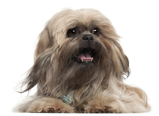 Naklejka na ściany i meble Lhasa Apso wearing a tie and lying in front of white background