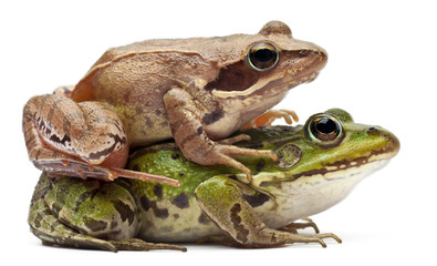 Common European frog and a Moor Frog