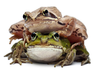 European frog, Rana esculenta, and a Moor Frog, Rana arvalis