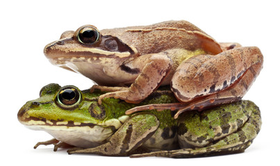 Common European frog and a Moor Frog