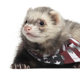 Ferret wearing American flag scarf in front of white background