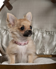 Close-up of Chihuahua puppy, sitting in baby stroller