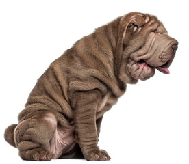 Shar Pei puppy, 3 months old, sitting