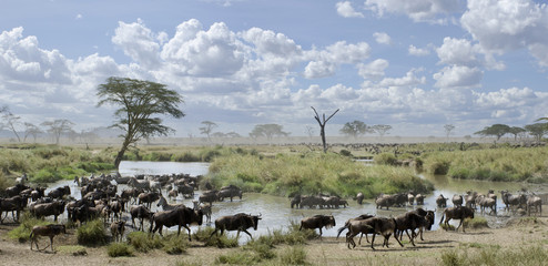 Herd of wildebeest and zebras in Serengeti National Park - obrazy, fototapety, plakaty
