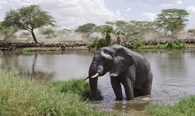 Elephant in river in Serengeti National Park, Tanzania, Africa