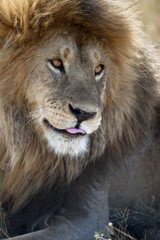 Lion in Serengeti National Park, Tanzania, Africa