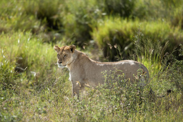 Lioness in Serengeti National Park, Tanzania, Africa