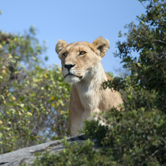 Lioness in Serengeti National Park, Tanzania, Africa