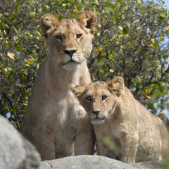 Fototapeta na wymiar Lew lwica i młode w Serengeti National Park, Tanzania