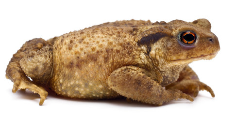 Common toad or European toad, Bufo bufo