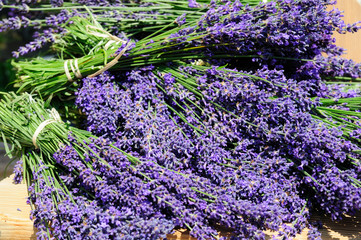 Garten Lavendel Hidcote Blue