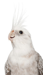 Female Cockatiel, Nymphicus hollandicus