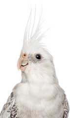 Female Cockatiel, Nymphicus hollandicus