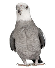 Male Cockatiel, Nymphicus hollandicus