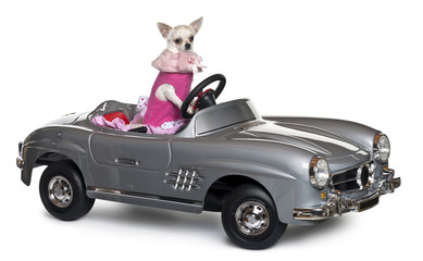 Chihuahua, 18 months old, driving a convertible