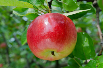 Obraz premium Red apple