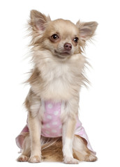 Chihuahua in pink , 11 months old, sitting