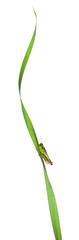 Cricket on a grass blade in front of white background
