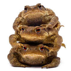 Three common toads or European toads, Bufo bufo, stacked
