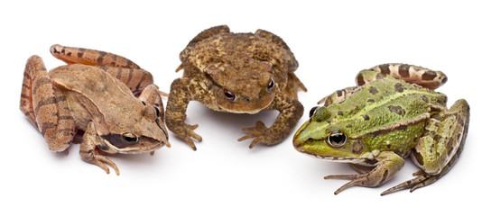 Common European frog next to a common toads and a Moor Frog