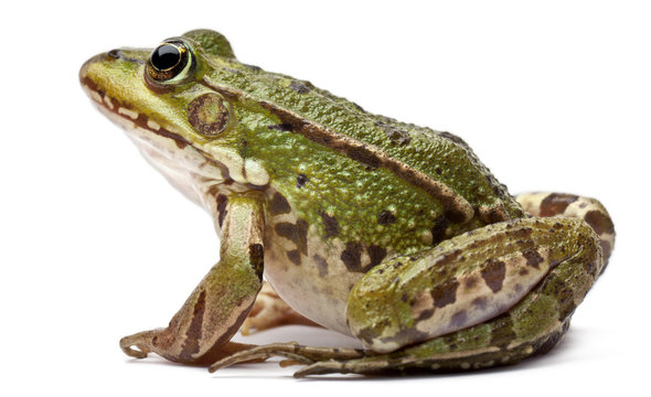 Common European frog or Edible Frog, Rana kl. Esculenta