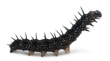 Caterpillar of a Peacock butterfly, Inachis io
