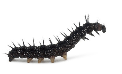 Caterpillar of a Peacock butterfly, Inachis io