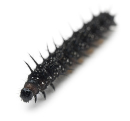 Caterpillar of a Peacock butterfly, Inachis io