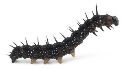 Obraz premium Caterpillar of a Peacock butterfly, Inachis io