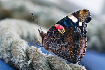 The butterfly Admiral.