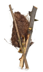 Cocoon of a Giant peacock moth in front of white background