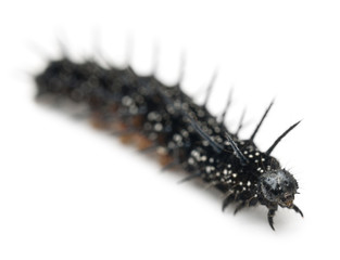 Caterpillar of a Peacock butterfly, Inachis io
