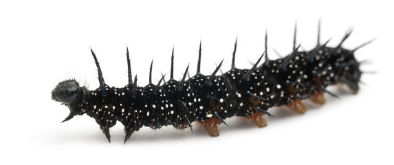 Obraz premium Caterpillar of a Peacock butterfly, Inachis io