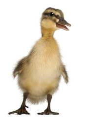 Mallard or wild duck, Anas platyrhynchos, 3 weeks old