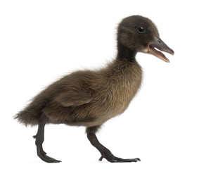 Black Mallard or wild duck, Anas platyrhynchos, 3 weeks old