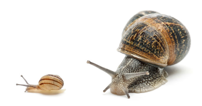 Garden snail with its baby in front of white background