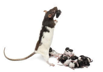Fancy rat taking care of its babies in front of white background