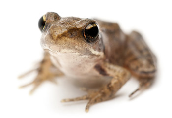 Young Common Frog, Rana temporaria, in front of white background