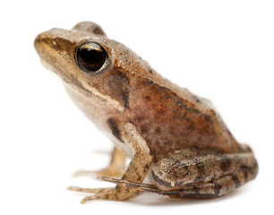 Young Common Frog, Rana temporaria, in front of white background