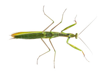 Female European Mantis or Praying Mantis, Mantis religiosa