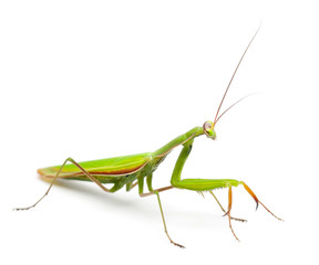 Female European Mantis or Praying Mantis, Mantis religiosa