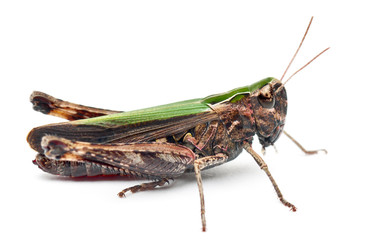 Cricket in front of white background