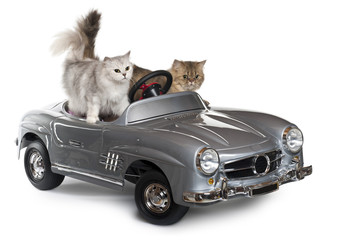 Persian cat and Norwegian Forest Cat, driving convertible