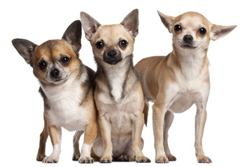 Three Chihuahuas, 6 months old, 3 years old, and 2 years old